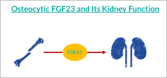 填补空白 | 国内独家研发FGF23项目，早期诊断CKD及CKD-MBD